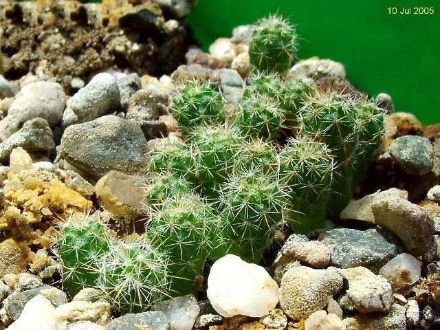 Mammillaria_ canelensis_ 15